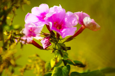 【深秋DE花摄影图片】农产品采摘庄园生态摄影_太平洋电脑网摄影部落