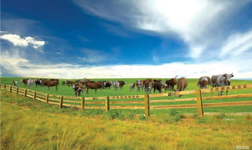 让最优质的生态牛羊肉产品走向全国载誉世界 记大庄园集团