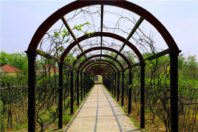 江岛庄园(江心洲)