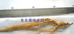 长白山庄园20年大枝移山参 珍稀养生之宝